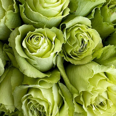 Wasabi Rose Plant|芥末 image 1