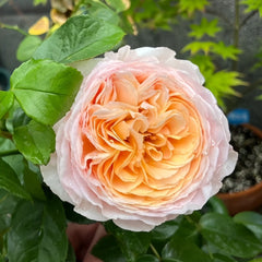 Domaine de Chantilly Rose Plant |玫瑰香橙 image 3
