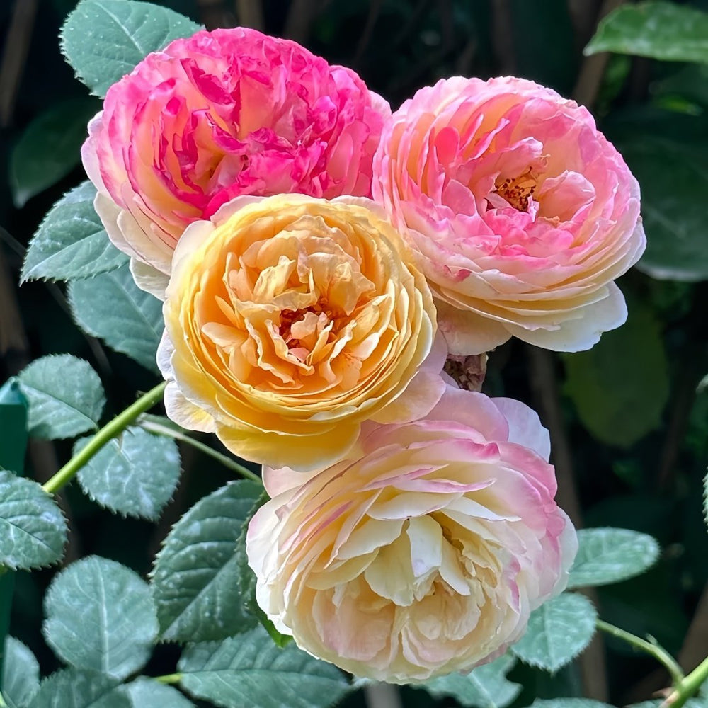Rosomane Janon Rose Plant | 罗曼尼詹森 image 0
