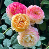 Rosomane Janon Rose Plant | 罗曼尼詹森 image 0
