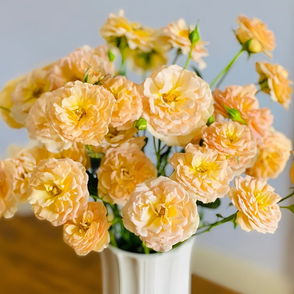 Tsukitohana Rose Plant|花月/月亮之花 image 0