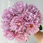 Couture Rose Tilia Rose Plant | 玫瑰时装 image 0
