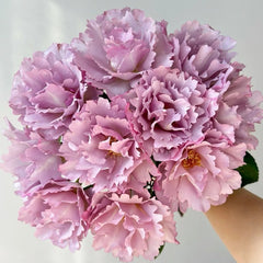 Couture Rose Tilia Rose Plant | 玫瑰时装 image 0