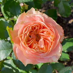 Living Coral Rose Plant |活力珊瑚 image 1
