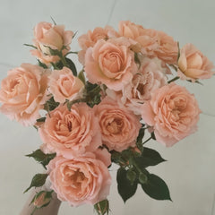 Sweet Dream Rose Plant|甜梦 image 1