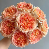 Candy Antique Rose Plant|奶糖古董 image 0