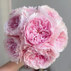 Rosalind Rose Plant|罗莎琳达 image 0