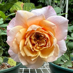 Miyabi Brown Rose Plant|棕雅 image 3