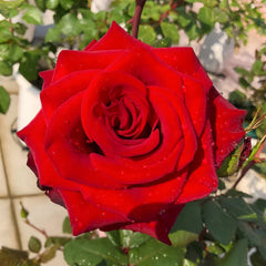 Plateau Red Rose Plant|高原红 image 1