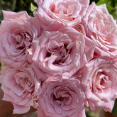 Faith Rose Plant|信仰 image 0
