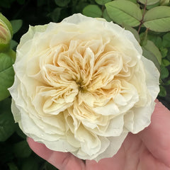 Lovely Harper Rose Plant | 可爱的哈珀 image 2
