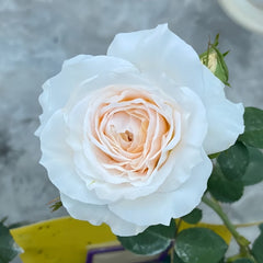 White Cloud Rose Plant|白色云端 image 2