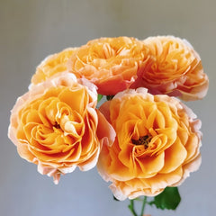 South Park Rose Plant|南方公园 image 2