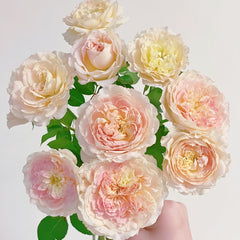 Muyunsi Rose Plant|暮云思 image 0