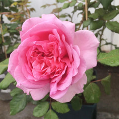 Pompadour Rose Plant|庞巴度 image 1