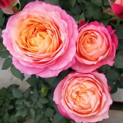 Fire X-pression Rose Plant|大花美人 image 3