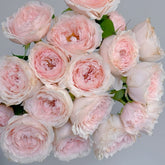 Yuzhi Rose Plant|玉脂 image 0