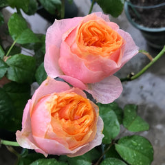 Vuvuzela Rose Plant|温柔珊瑚心 image 3