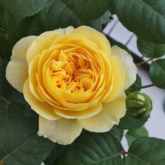 Jeanne d’Arc Rose Plant|圣女贞德 image 3