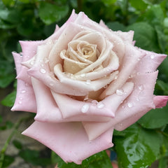 Menta Rose Plant | 曼塔 image 1