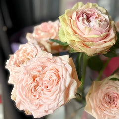 Art Nuvo Rose Plant|新艺术 image 1