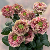 El Patron Rose Plant|埃尔帕特隆 image 0
