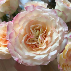 Stylist Rose Plant|造型师 image 3