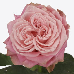 Country Spirit Girl Rose Plant|乡村女孩 image 2