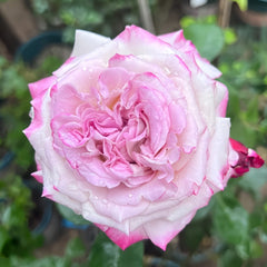 Bella Linda Fairy Rose Plant|贝拉琳达仙女 image 0