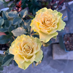 Matcha Rose Plant|抹茶 image 3