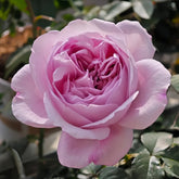Karen Rose Plant|卡伦 image 0