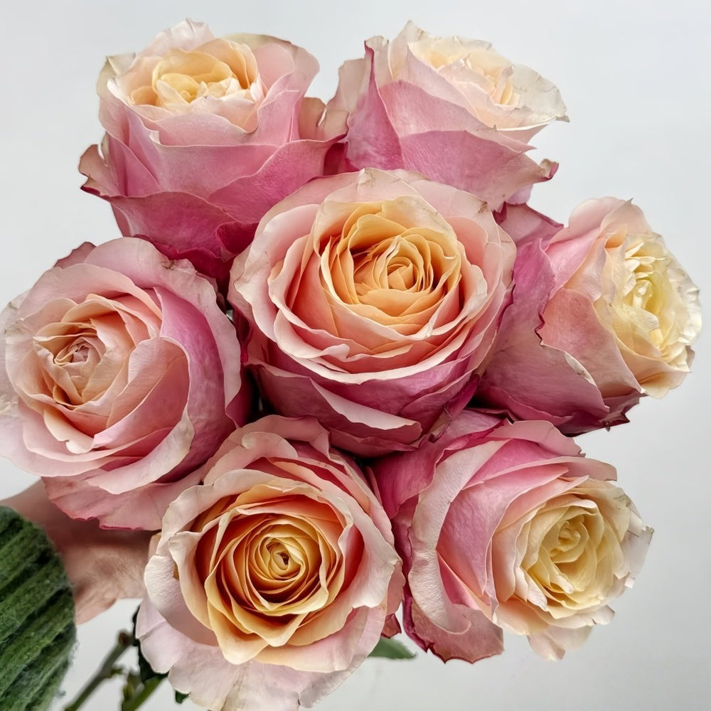 Gran Donna Rose Plant|格兰夫人 image 0
