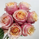 Gran Donna Rose Plant|格兰夫人 image 0