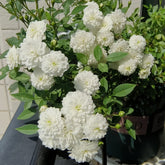 Belle Neige Rose Plant|漂亮的雪/雪姬 image 0