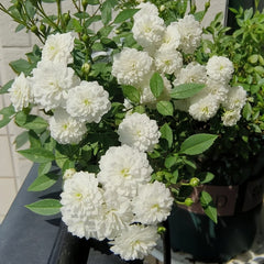 Belle Neige Rose Plant|漂亮的雪/雪姬 image 0