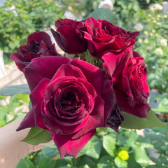 Black Perfumella Rose|暗香 image 0