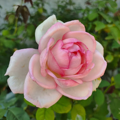 Optimiste Rose Plant|乐天派 image 2