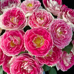 Holiday Island Guernsey Rose Plant|根西/假日岛芍药 image 1