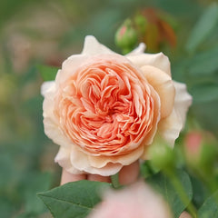 William Morris Rose Plant|威廉莫里斯 image 2