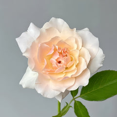Chou Chou Rose Plant|闪闪发光 image 3