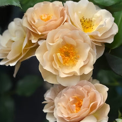 La broche Rose Plant|胸针/拉布罗什 image 2