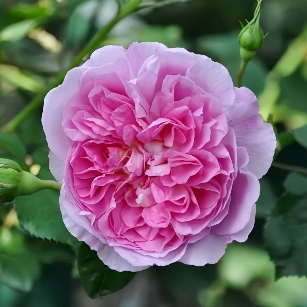 Raphael Rose Plant|拉斐尔 image 0