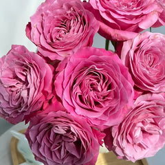 All four love Rose Plant|四爱 image 3