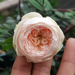 Weeping beauty Rose Plant|梨花雨 image 2