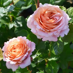 Partner Rose Plant|伴侣 image 3