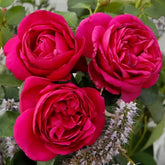 Fur Elise Rose Plant|致爱丽丝 image 0