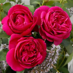 Fur Elise Rose Plant|致爱丽丝 image 0