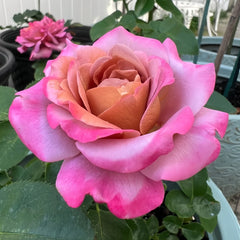 Drape Rose Plant|帷幕 image 2