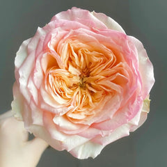 Butterfly Princess Rose Plant|蝴蝶公主 image 1