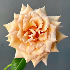 Tresor Rose Plant|珍爱之宝 image 0